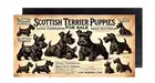 Scottish Terrier Puppies For Sale FRIDGE MAGNET sign (2 x 4 inches, wood)