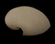 Sea shells Argonauta argo 169.8mm. Aquarium Decoration Products