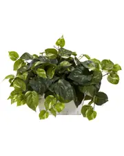 Nearly Natural Pothos with White Wash Planter Silk Plant