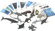 Animal Models Matching Cards - Animal Picture Memory Card,Marine Animal Matching Cards | Montessori Language Learning Material Kuitgh