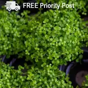 Micranthemum sp. Monte Carlo Tweediei - Live Aquarium Carpet Plant (5x5cm)