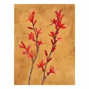 Kangaroo Paw Canvas Print