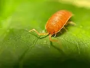 Pocket Pets 30 Powdered Orange Isopods Plus Mixed Springtail Eggs. Bioactive Combo Clean Up Crew for Reptile and Amphibian Food