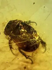 Superb Beetle Coleoptera Burmite Natural Myanmar Insect Amber Fossil