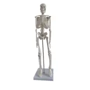 Human Skeleton Model Study Anatomical Skeleton Model Science Education Supplies