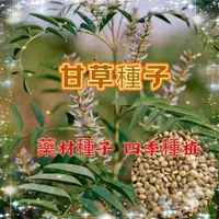 在飛比找蝦皮購物優惠-【買二送一】甘草種子 藥材種子 新疆紅皮甘草 正宗藥材種子