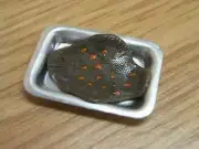 MINIATURE DOLLHOUSE DELPH MINIATURES 1:12 SCALE FLOUNDER - F216
