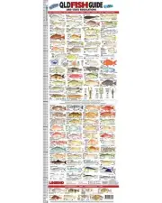 Qld Fish Id Ruler