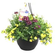 270mm Limelight Mix - Festival Combo Range Hanging Basket