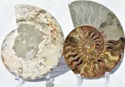 Split PAIR Ammonite Multi-Color Crystals XXXLG 217mm 110myo FOSSIL 8.7" 2814nn