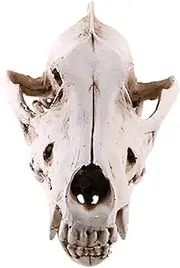 Fenteer Resin Dinosaur Skull Model Simulated Animal Skeleton Decor Craft Teaching Prop, 8