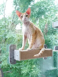 在飛比找松果購物優惠-貓抓板推薦貓抓柱貓跳台貓跳台懸掛式透明壓克力吊床寵物貓咪磨爪