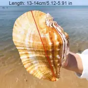 Natural Ellobium Shell Conch Large Sea Snail Fish Tank Aquarium Furnishing Decor
