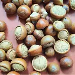 小西氏石櫟(油葉石櫟) 種子 種植、手作素材、殼斗科