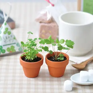 Happy Garden 迷你陶盆種植組 (超迷你陶盆/小朋友學習盆栽/種植教學/草莓/三葉草/親子植栽/日本學習植栽)