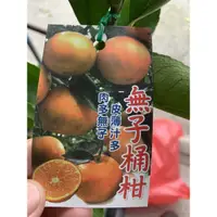 在飛比找蝦皮購物優惠-『宥植栽&果苗』無籽桶柑 嫁接苗 皮薄多汁