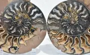 Dinosaur age PAIR Fossil 1-n-100 BLACK Ammonite XXLARGE 200mm 110myo 8.0" 3252uo