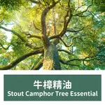 【馥靖精油】牛樟精油 STOUT CAMPHOR TREE ESSENTIAL OIL