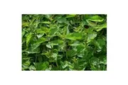 STINGING NETTLE seeds