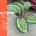 6吋 大型竹芋 皮卡丘竹芋 竹芋 盆栽 綠植 植物 樹 IG 網紅 觀葉植物 網紅植物 室內植物 空氣淨化 陽台植物