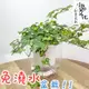 【現貨】【小品文化】黃翠斑常春藤 4吋透明懶人盆栽 簡單種植 觀葉植物 室內植物 空氣淨化 創意花盆 居家辦公盆花