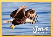 Postcard IA: American Bald Eagle