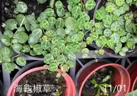 在飛比找Yahoo!奇摩拍賣優惠-花花世界-綠化盆栽**海龜椒草**3吋盆/高5-15cm/ 