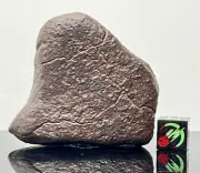 NWA XXX 92.09g Meteorite, Individual Stone, Unclassified, Probable Type H