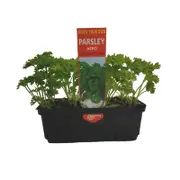 Punnet Parsley Afro - Petroseelinum hortense - Grow Your Own Range