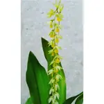 DENDROCHILUM UNCATUM 台灣黃穗蘭 台灣原生種 淡香 蝴蝶蘭環境即可