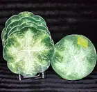 Primrose Vintage Green Cabbage Leaf Melamine 4 Dinner Plates 1 Lrg Serving Bowl
