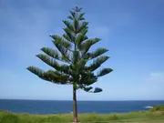 Buy Norfolk Island Pine Tree - Aruacaria heterophylla