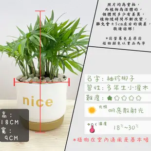 【小品文化】袖珍椰子【現貨】3吋nice免澆水盆栽 室內植物 辦公室盆栽 懶人盆栽 水培植物 水培盆栽 植栽