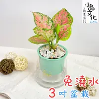 在飛比找蝦皮商城優惠-【小品文化】亞曼尼【現貨】3吋山形盆 懶人盆栽 免澆水盆栽 