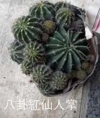 在飛比找Yahoo!奇摩拍賣優惠-花花世界_多肉植物--八卦紅仙人掌，圓圓像球狀--/5吋盆/