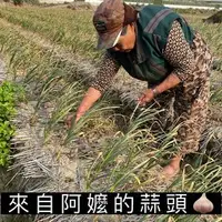 在飛比找PChome商店街優惠-彰化伸港蒜頭 蒜頭 (大顆) 紫皮大蒜 台灣蒜頭 1斤/60