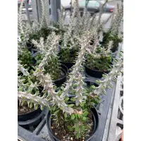 在飛比找蝦皮購物優惠-🌵亞龍木Alluaudia procera仙人掌 多肉植物 