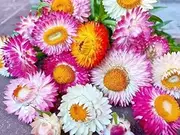 Everlasting Daisy 200+ Seeds Strawflower Helichrysum Mixed Colours