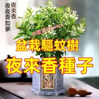 在飛比找蝦皮購物優惠-@繁花Flowers【夜來香種子】九里香種子 驅蚊樹種子 驅