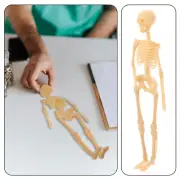 Skeleton Model Human Body Model Anatomical Skeleton Action Figure Teaching