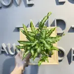 （白玉鳳尾蕨）植畫植說/上板植物/蕨類/觀葉植物/室內植物/懶人植物/苔球/畫框/餐廳佈置/居家擺設/裝飾