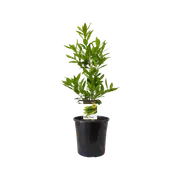 200mm Bay Tree - Laurus nobilis - Miles Choice