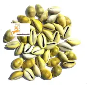 Set Of 21 Natural Yellow Cowrie Sea Shells Laxmi (Lakshmi) Kaudi Conch Laxmi