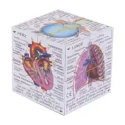 ZooBooKoo Scientific Human Body Cube - Systems and Statistics (German Version)
