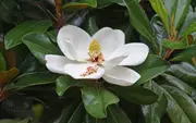 Bull Bay Magnolia Tree - Magnolia grandiflora