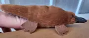 BRAND NEW PLUSH SOFT TOY Science & Nature Australian Platypus Finger Puppet 13cm