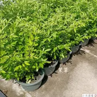 在飛比找蝦皮購物優惠-小花園藝 茉草 抹草 5-6吋盆 $140