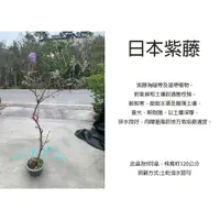 在飛比找蝦皮購物優惠-心栽花坊-日本紫藤/紫藤花/以會開/落葉開花/9吋盆/高壓苗