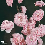 Buy Flowering Peach Tree - Klara Mayer, Prunus persica