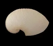 Sea shells Argonauta argo 115.3mm.Aquarium Decoration Products